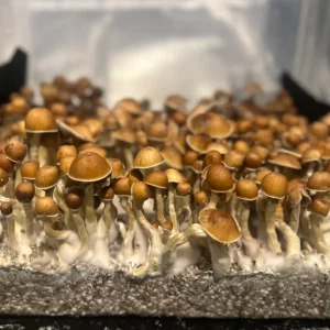 A large flush of Wonky Donkey Cubensis spore syringe mushrooms.