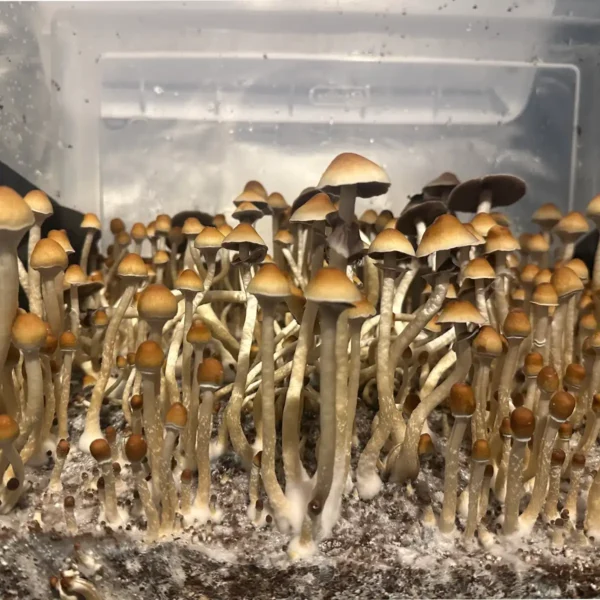 A large flush of Yellow Umbo Isolated Spore Syringe mushrooms.