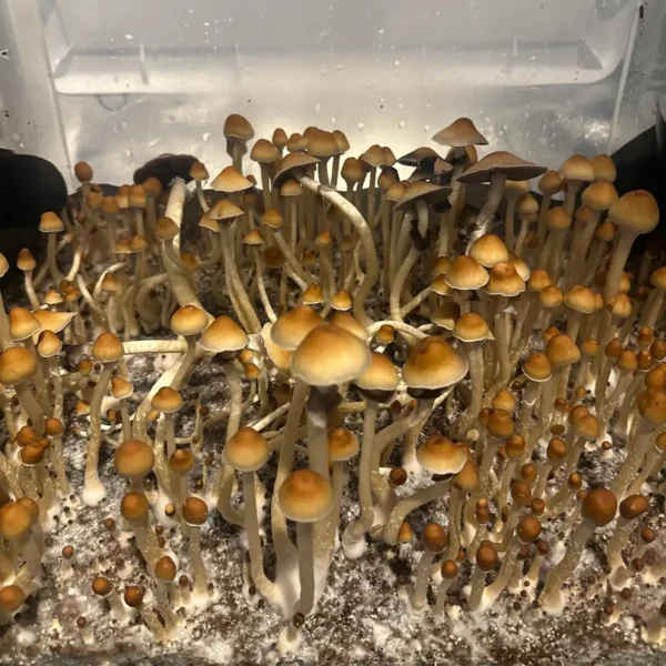 A beautiful flush of Yellow Umbo Isolated Spore Syringe mushrooms.