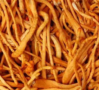 Large cluster of cordyceps military with white backround
