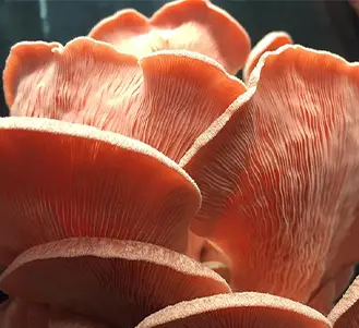 pink oyster mushroom cluster