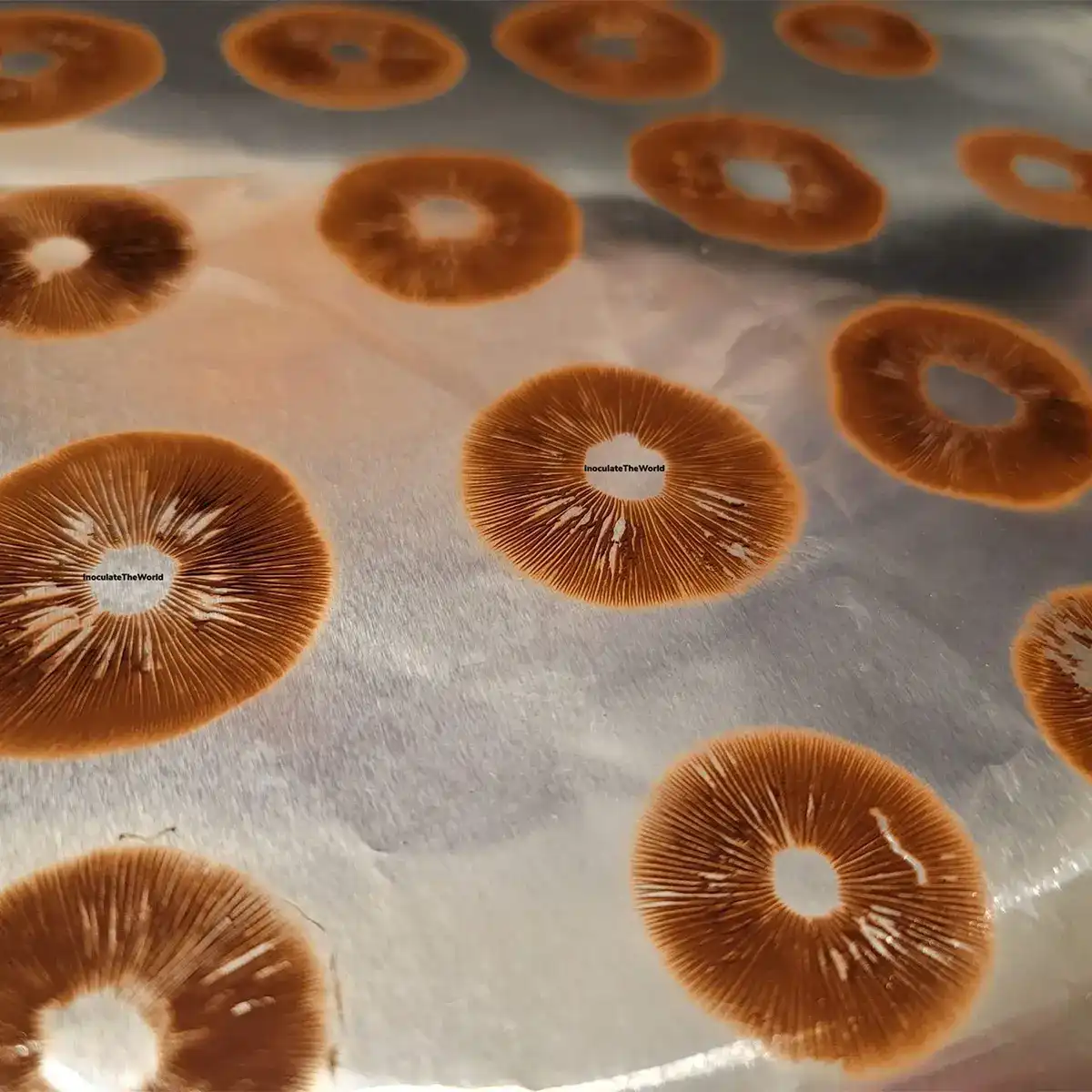 Rows of rusty red spore prints.