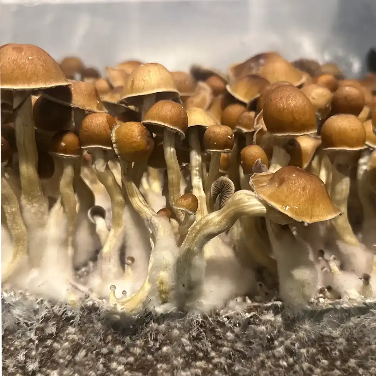 Wonkey Donkey cubensis mushrooms