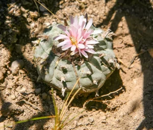 A peyote cactus growing in the wild