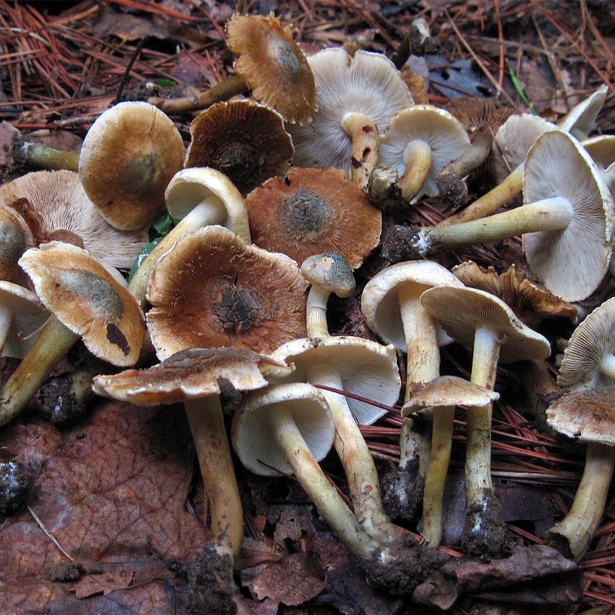 cluster of inocybe mushrooms