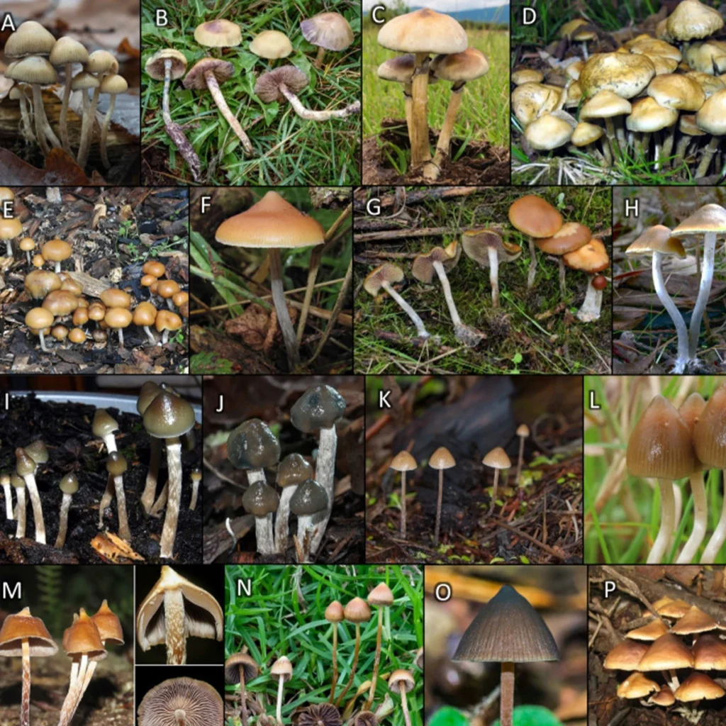 collage of psilocybin containing mushrooms