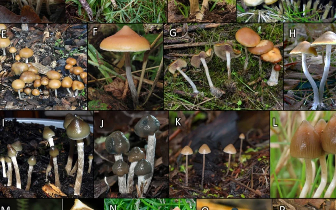 Groundbreaking New Research on the Origins of Psilocybin