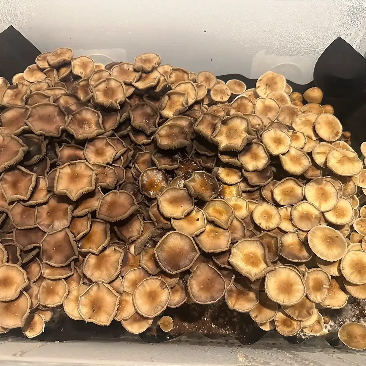 An aerial view of Trinity Cubensis spore syringe mushrooms