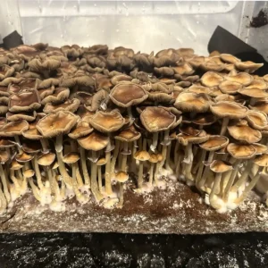 A thriving flush of Trinity Cubensis spore syringe mushrooms
