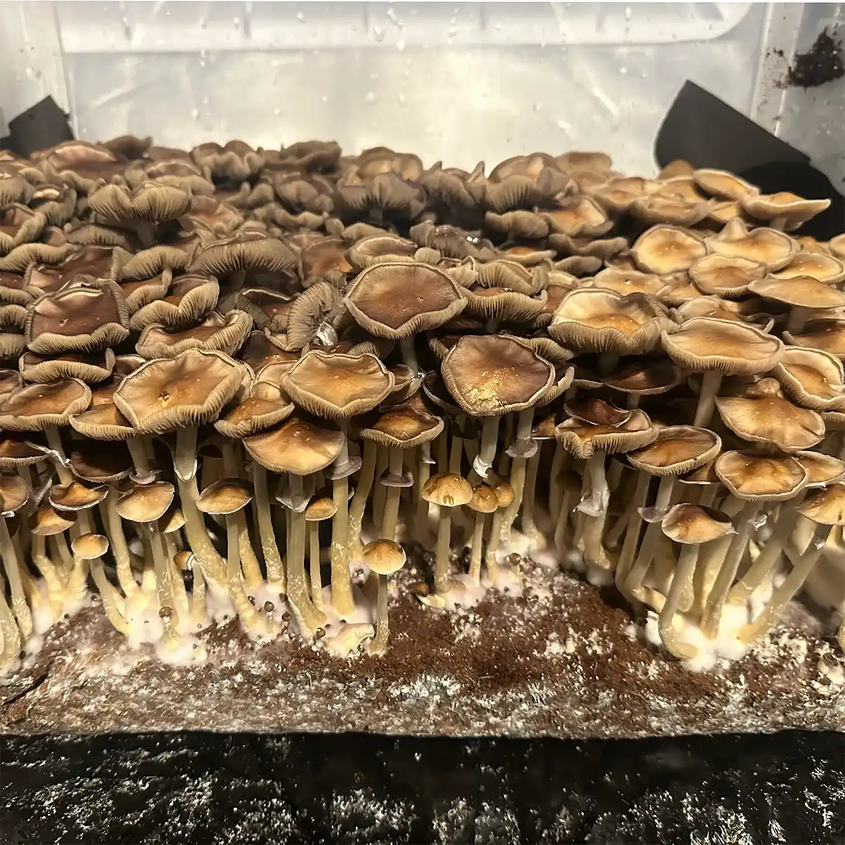 A thriving flush of Trinity Cubensis spore syringe mushrooms