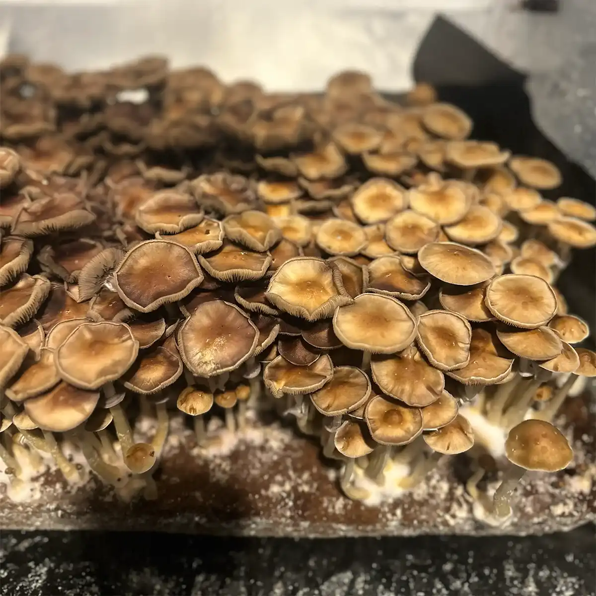 A large flush of Trinity Cubensis spore syringe mushrooms