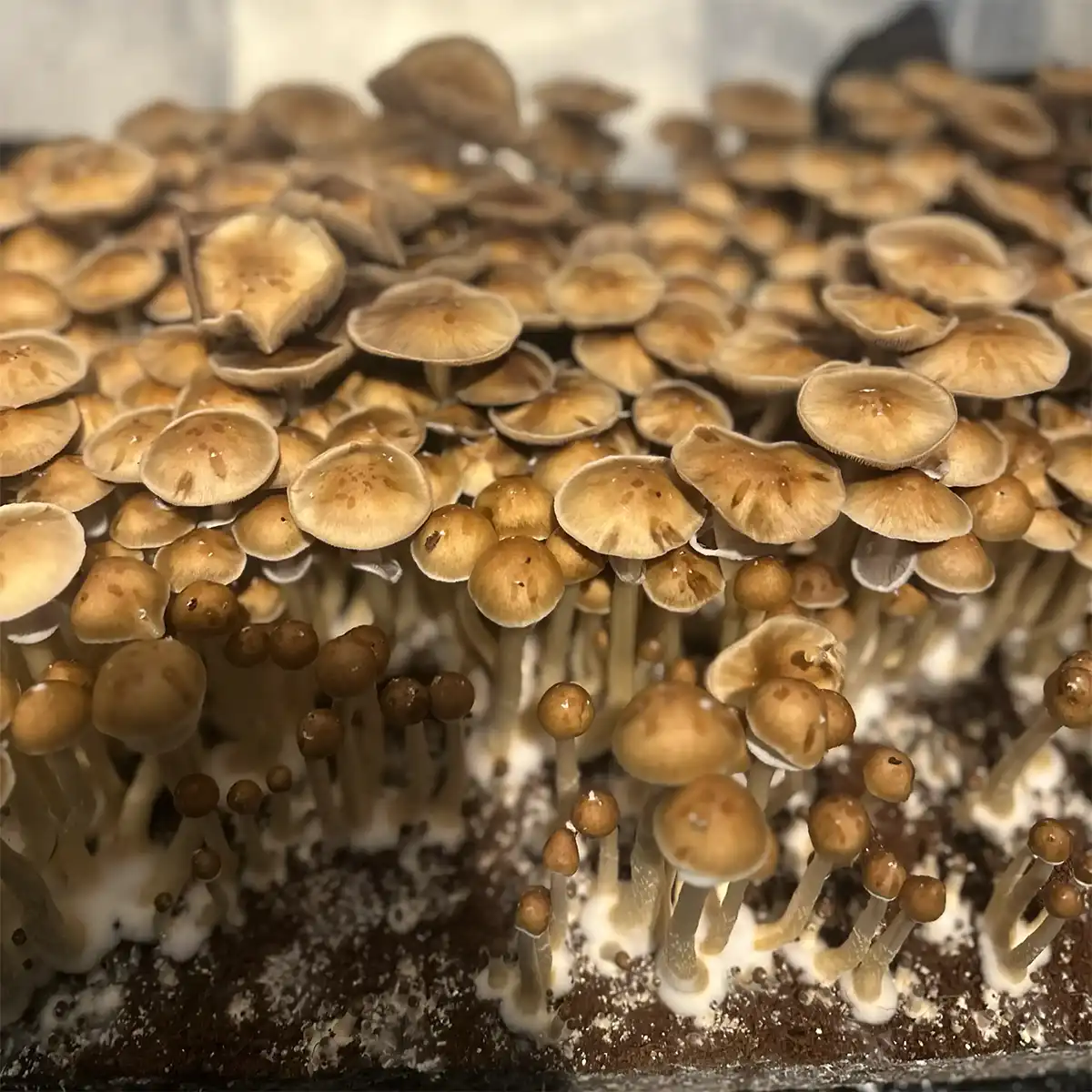 A close up view of Trinity Cubensis spore syringe mushrooms