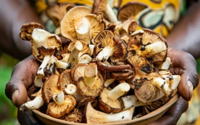 The Rising Potential of Indigenous African Mushroom Cultivation