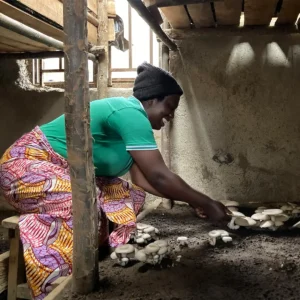 A woman harvests king tuber mushrooms from an indoor growing operation