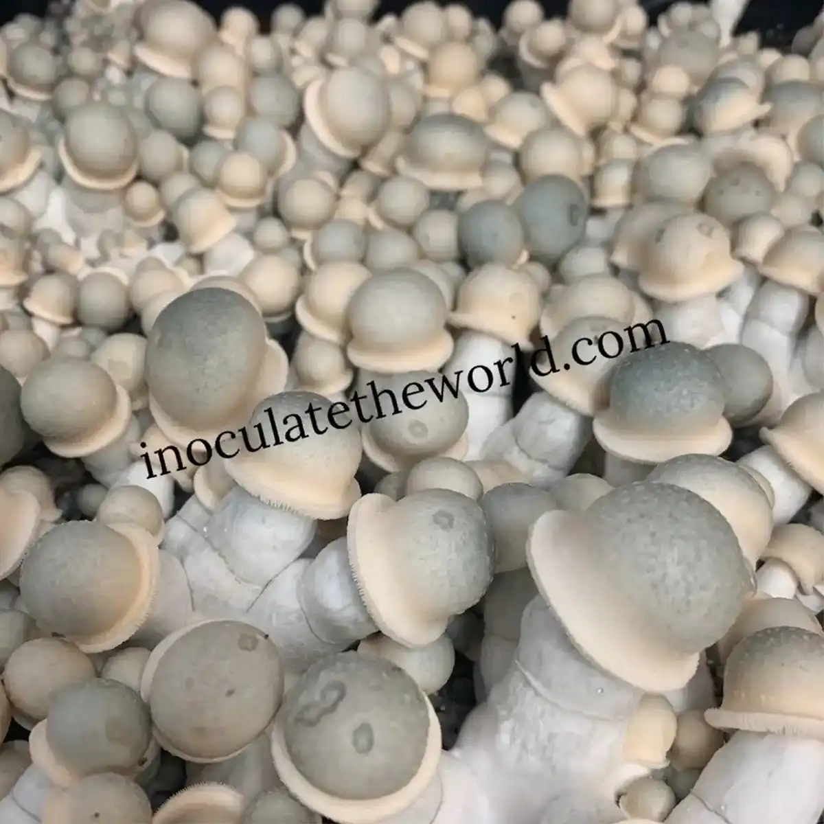 A large flush of Albino Penis Envy mushrooms