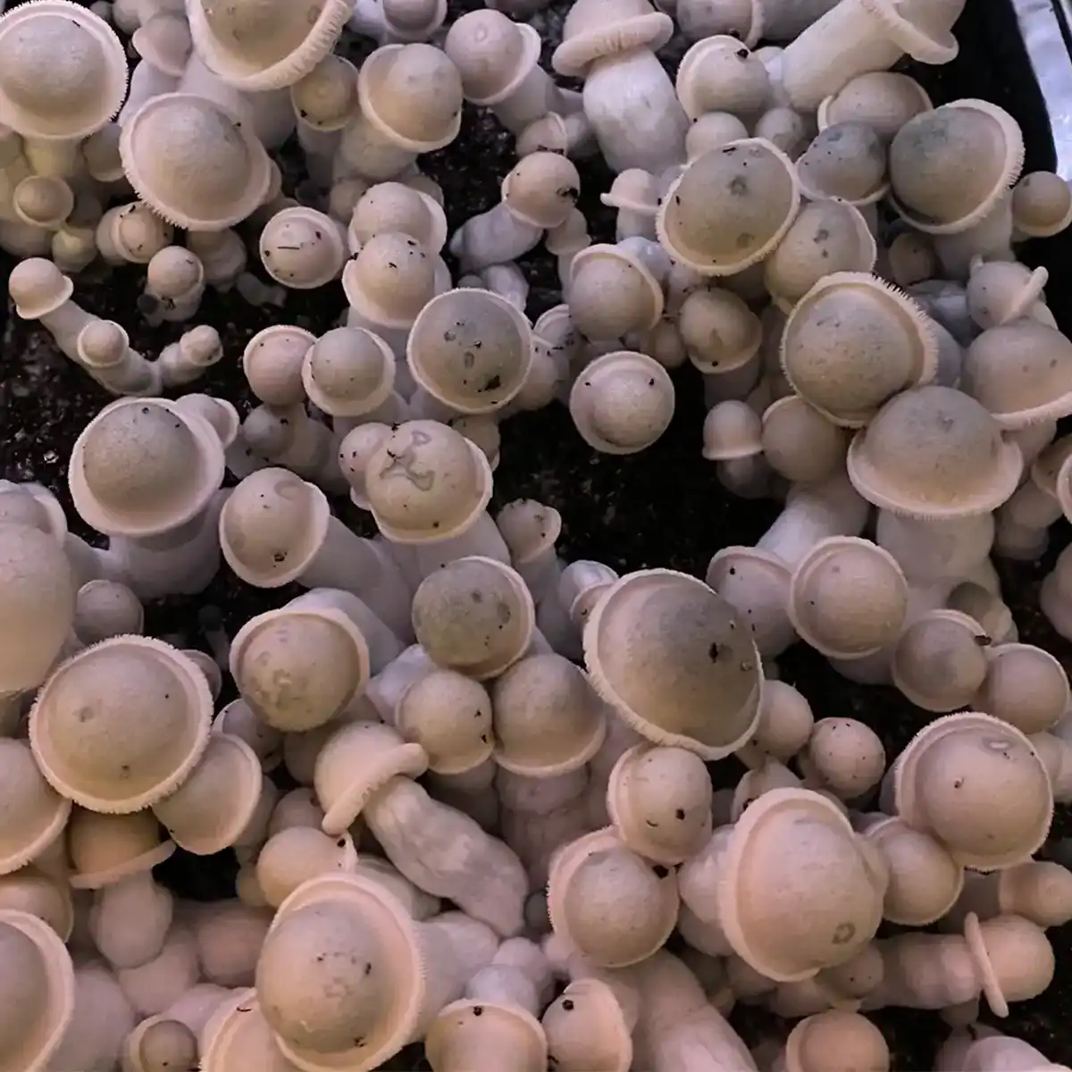 An aerial view of a flush of Albino Penis Envy mushrooms