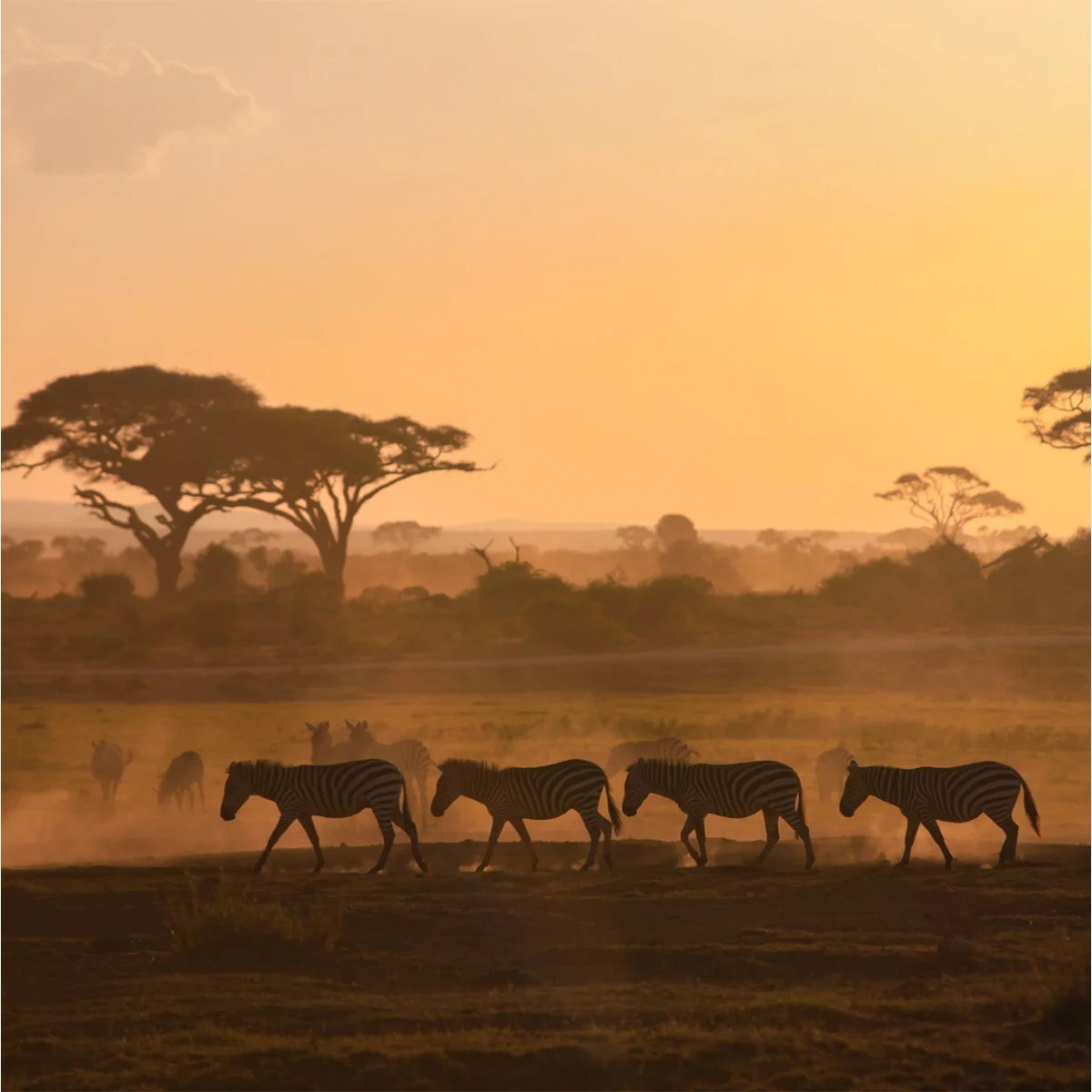zebras walking through africa for Psilocybe ochraceocentrata article