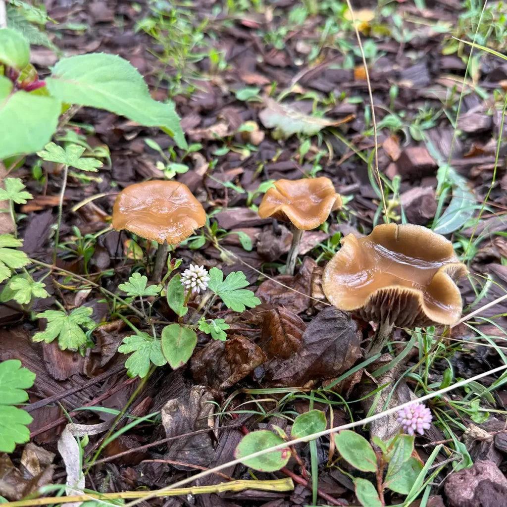 A close up view of Psilocybe Cyanescens Kula in its natural environment