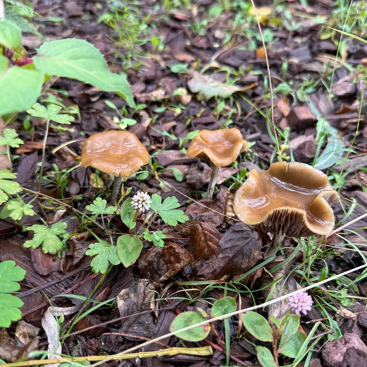 A close up view of Psilocybe Cyanescens Kula in its natural environment