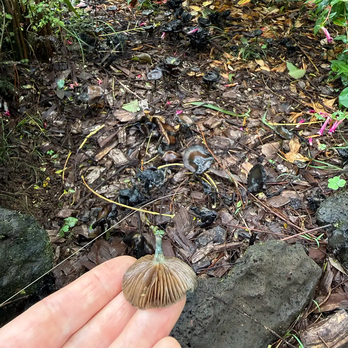a Psilocybe Cyanescens Kula in hand