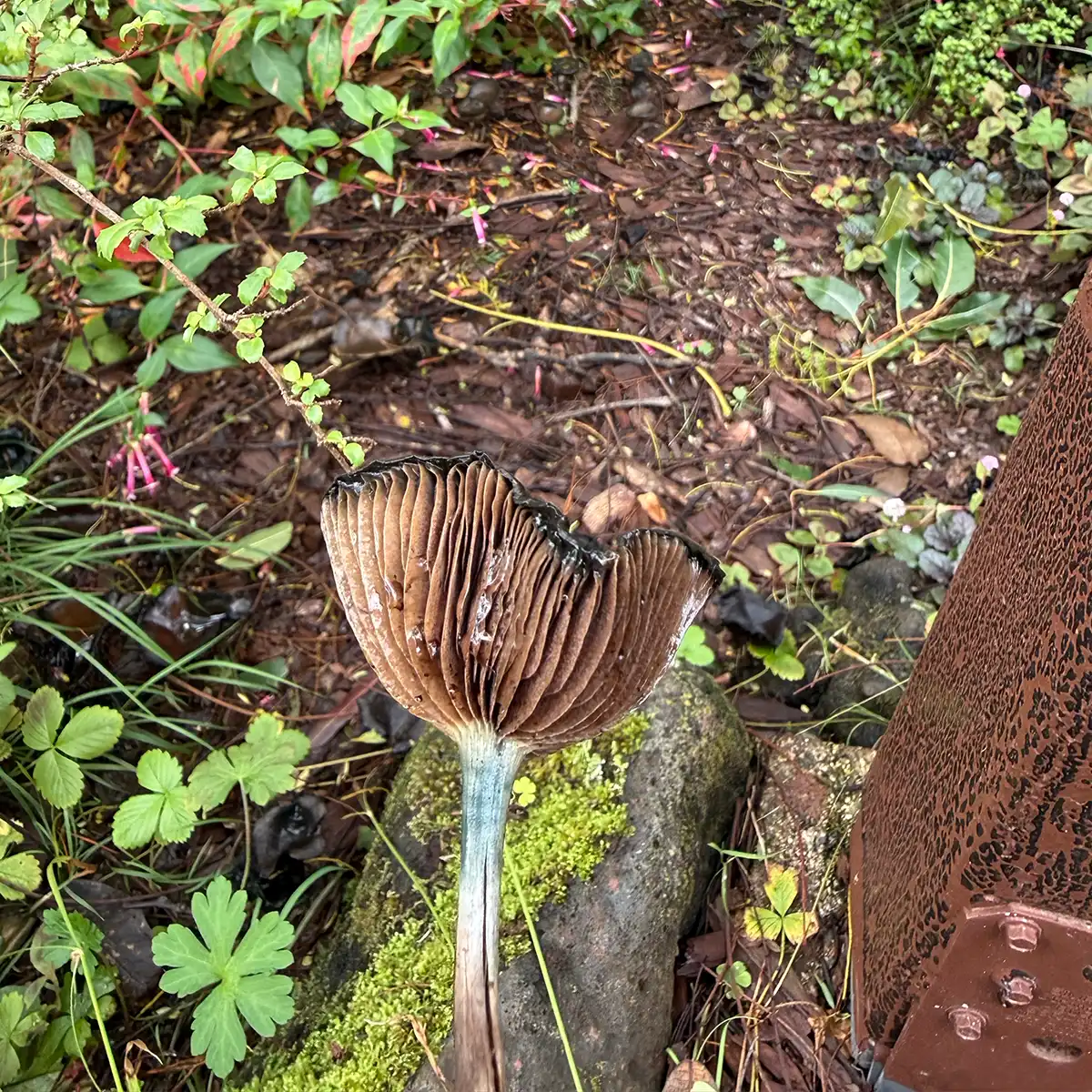 A close up view of the gills of Psilocybe Cyanescens Kula