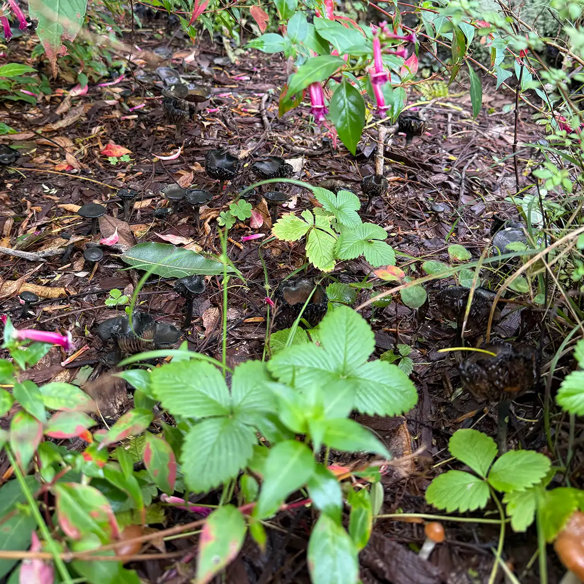 Psilocybe Cyanescens Kula in their natural habitat