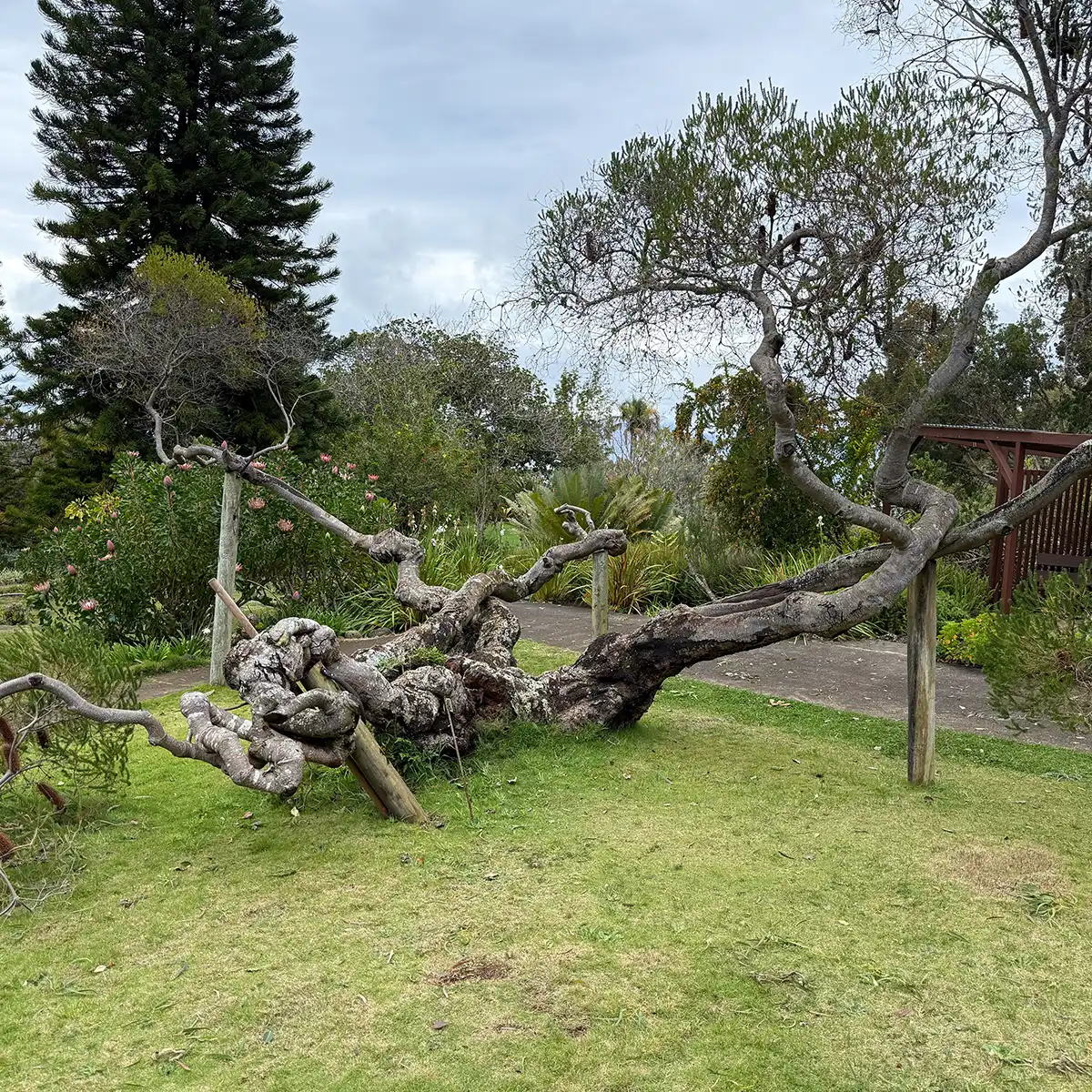 A natural park environment with trees and grass