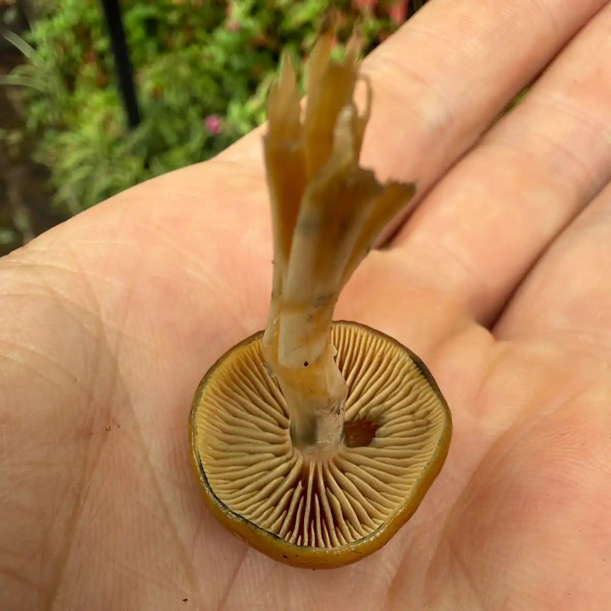 The underside of Psilocybe Cyanescens Kula in hand