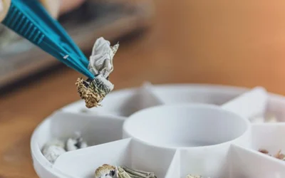 What the Research Actually Says About Psilocybin Microdosing in 2026
