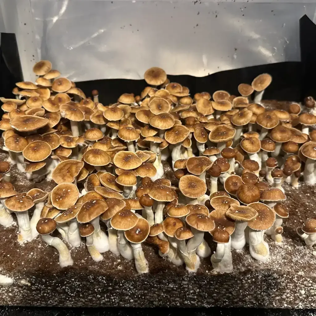 A large flush of Mexican Red Spore Print mushrooms