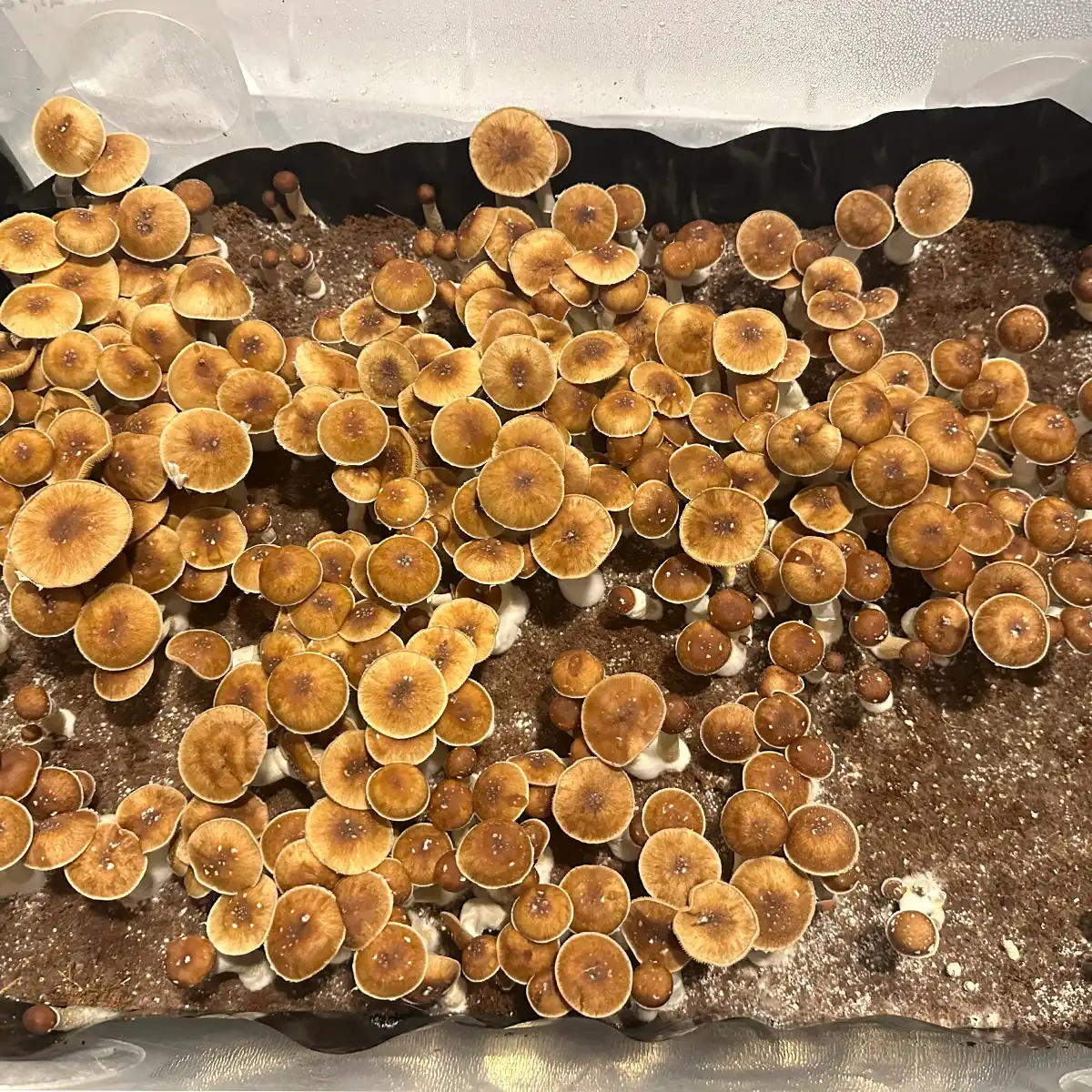 An aerial view of Mexican Red Spore Cubensis Spore Syringe mushrooms.