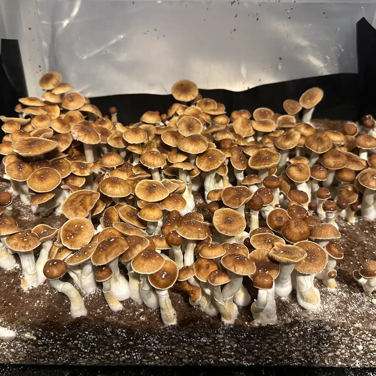 A boutiful flush of Mexican Red Spore Cubensis Spore Syringe mushrooms.