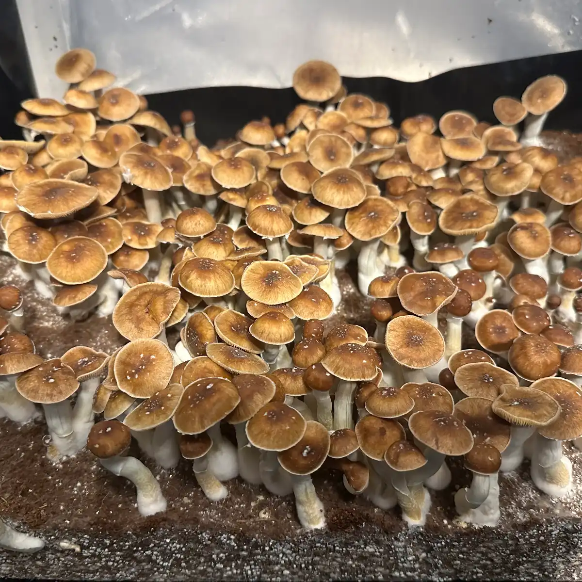 A thriving flush of Mexican Red Spore Cubensis Spore Syringe mushrooms.