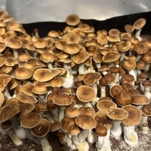 A large flush of Mexican Red Spore Cubensis Spore Syringe mushrooms.