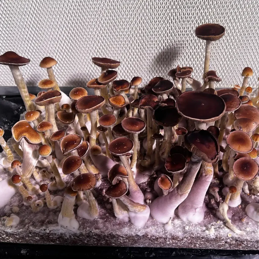 A thriving flush of Oklahoma spore print m