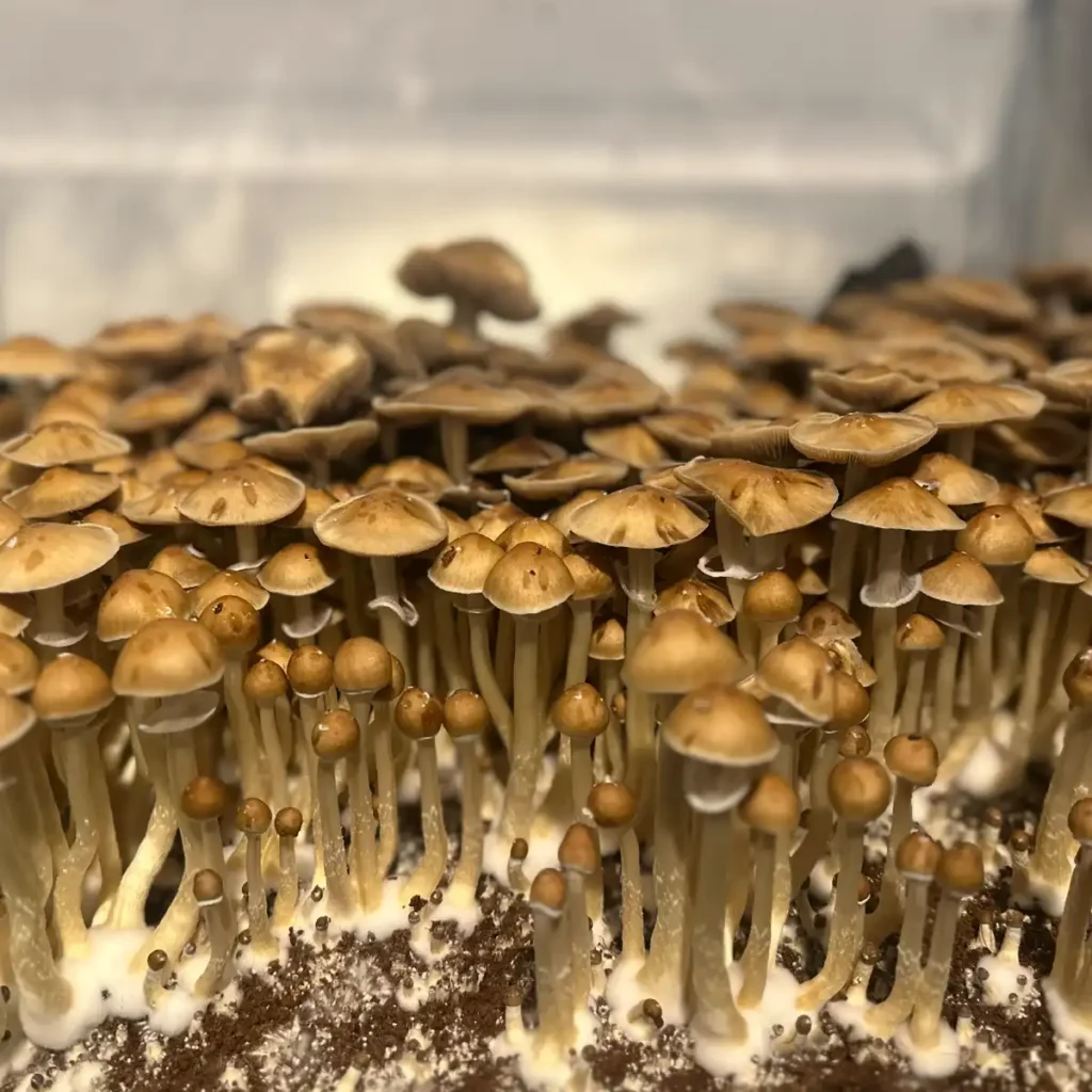 A close-up view of Trinity Cubensis Spore Print mushrooms.