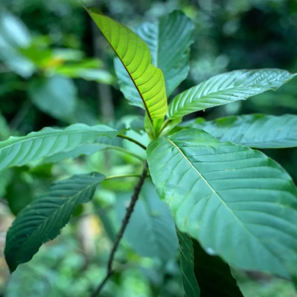 green leafed kratom plant