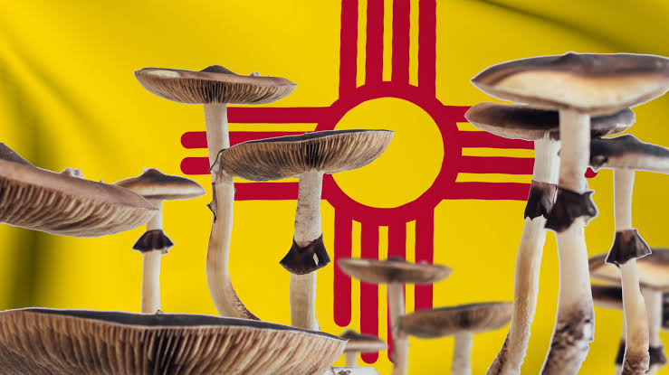 P. cubensis fruiting in front of the New Mexico flag
